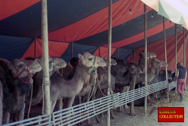 chameaux et dromadaires dans le zoo du cirque 