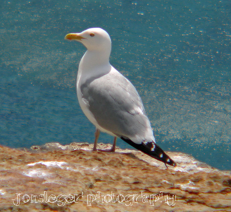 Northern Illinois Birder Ringbilled Gulls, Herring Gulls and Belted