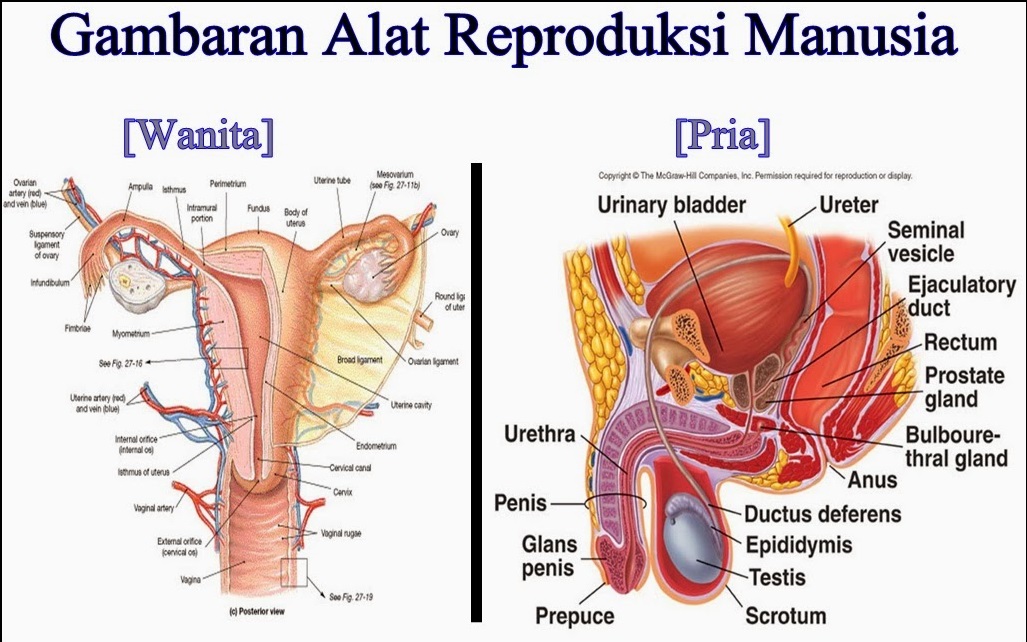 Soal Ulangan Sistem Reproduksi Manusia Kelas 9 Kunci Sukses