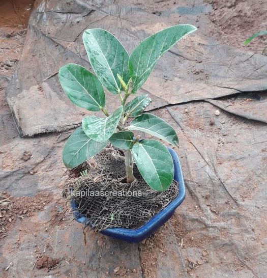 Bonsai Kapilaas Banyan From Cuttings - Gardenia Bonsai Tree Meaning Bonsai Kapilaas Banyan From Cuttings - Gardenia Bonsai Tree Meaning