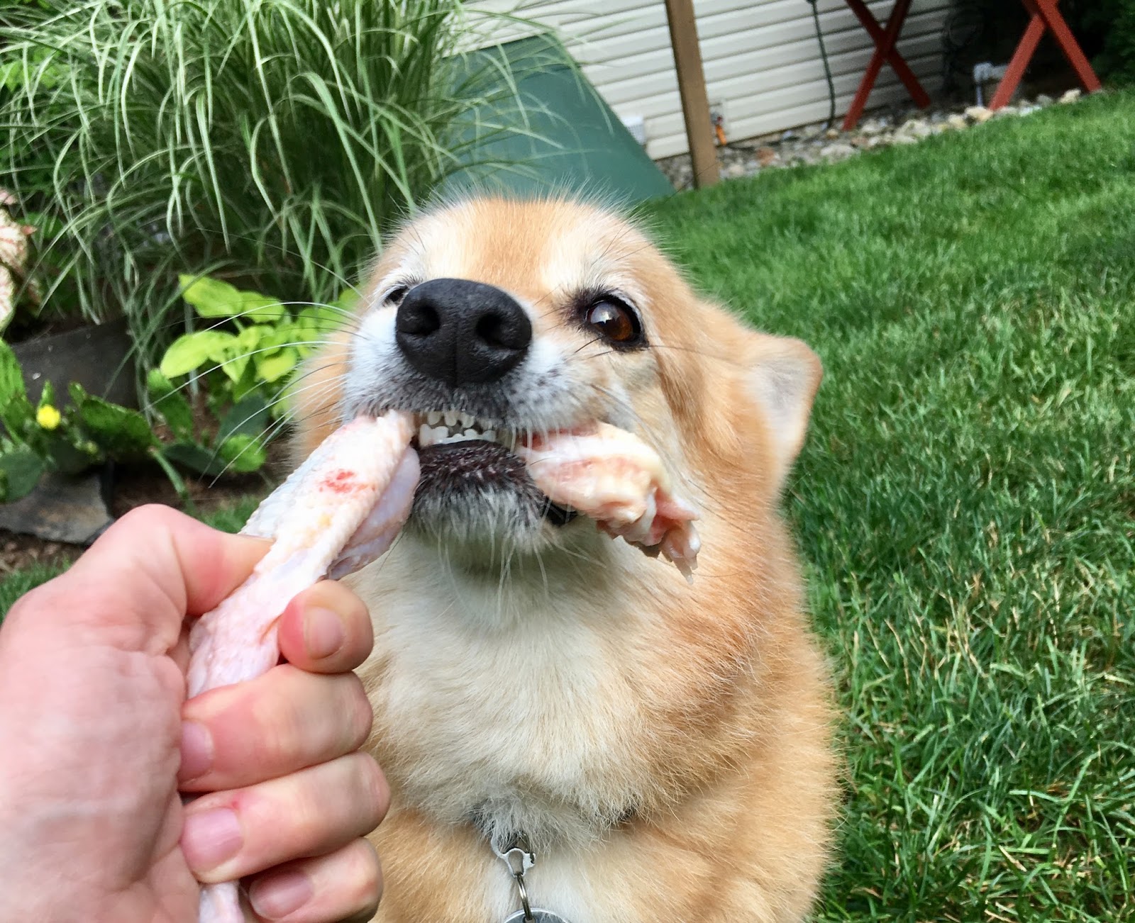 My Dog Has Had Diarrhea For Days And Vomiting My Dog Has Had Diarrhea For Days And Vomiting