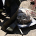 Tigre que escapou de zoológico após temporal mata homem na Geórgia