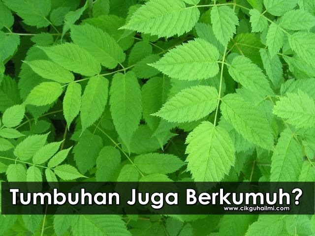 Perkumuhan Dalam Tumbuhan