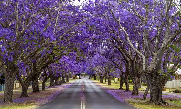 Garden Street, Grafton, Austrália 12 Ruas mais floridas do mundo