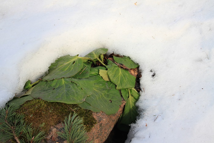 vuorenkilpi kevät