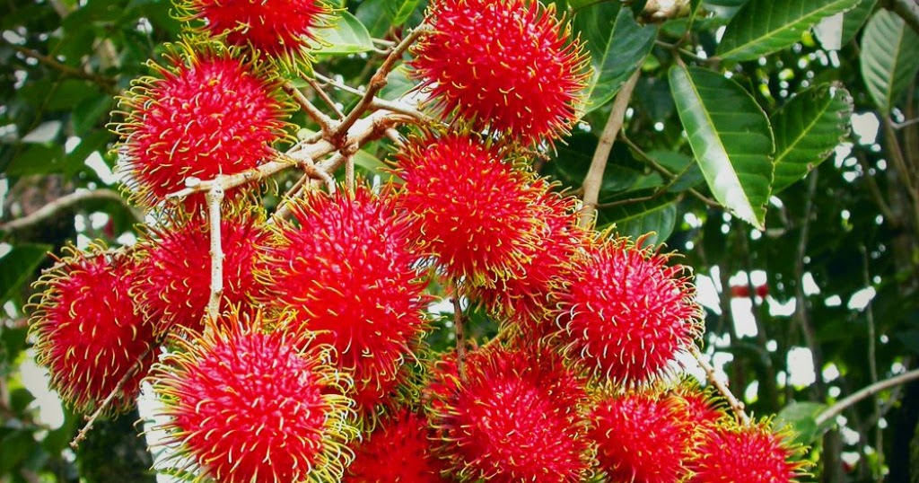 M TECH GARDENS HOW TO GROW RAMBUTAN FROM SEEDS