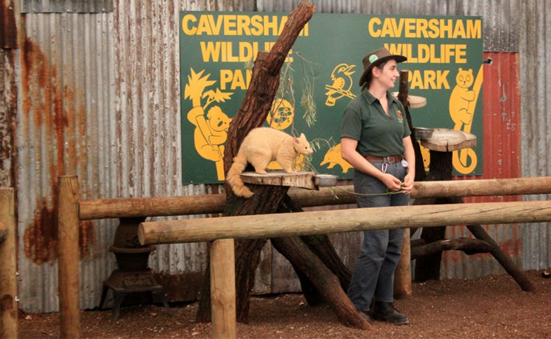 Caversham Wildlife Park Perth Kangaroos Koalas Close To Them