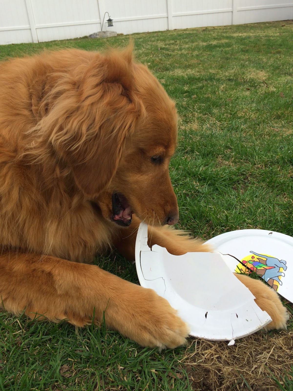 golden retriever dog chewing frisbee