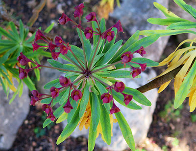 Tabaiba majorera (Euphorbia atropurpurea) flor silvestre roja