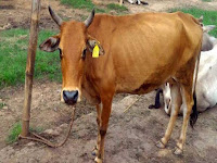 http://www.deccanherald.com/content/654578/cow-therapy-reform-prison-inmates.html