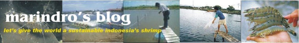 shrimp culture information