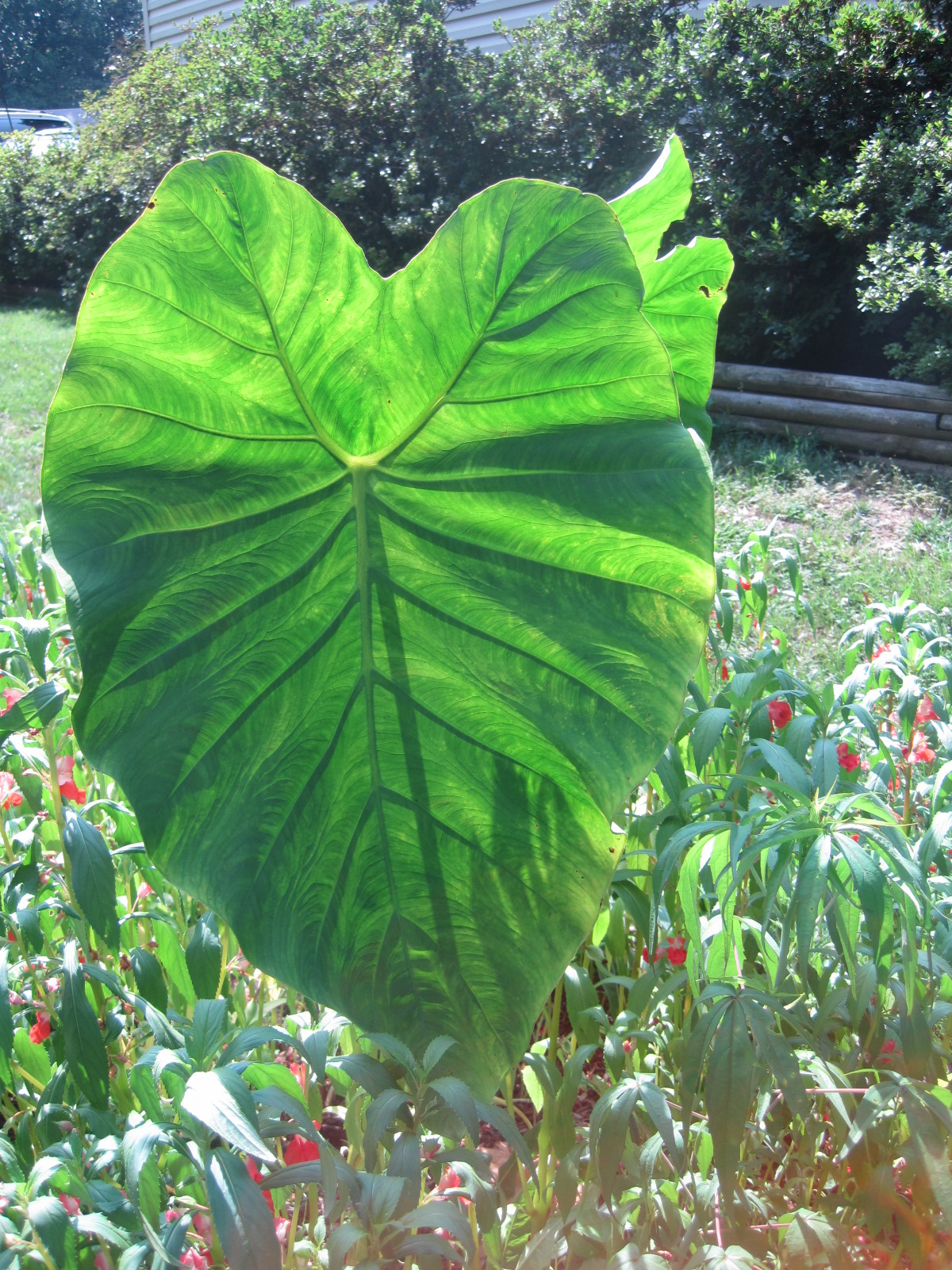Kris's 2011 A Photo A Day Large Elephant Ear Plant in Small Side