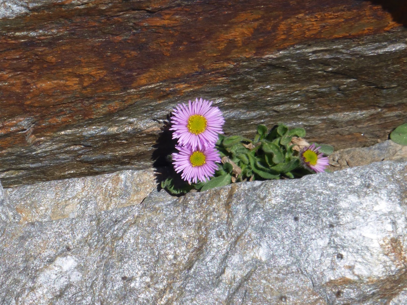 Cold Fleabane, a very rare endemic species