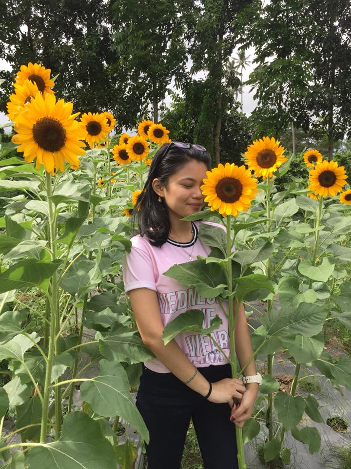 Sunflowers PH Mini Sunflower Farm at Lalig,Tiaong,Quezon