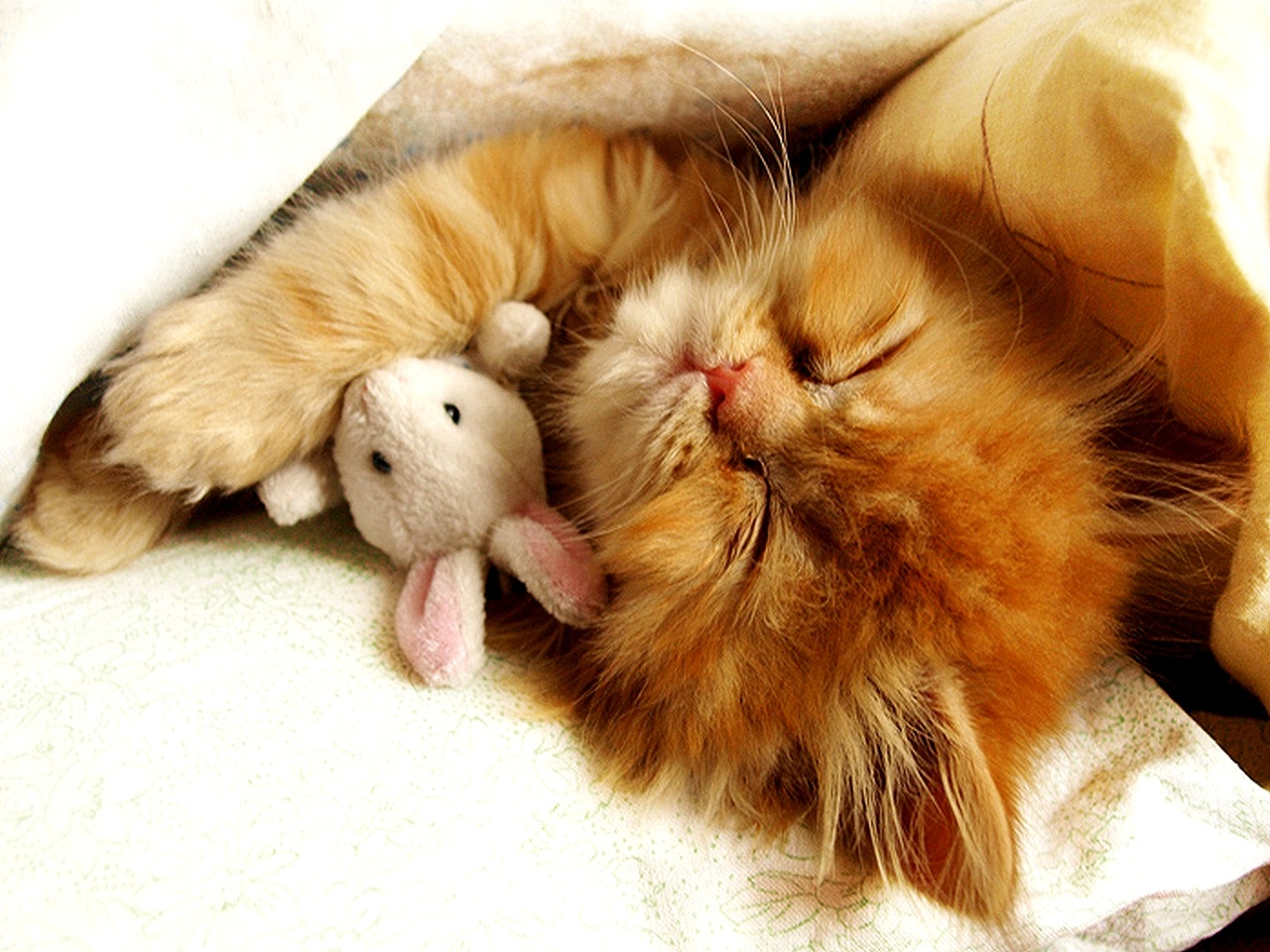 Cat cute hugging Sleeping - The Best Place to Enjoy Your Lovely Desktop
