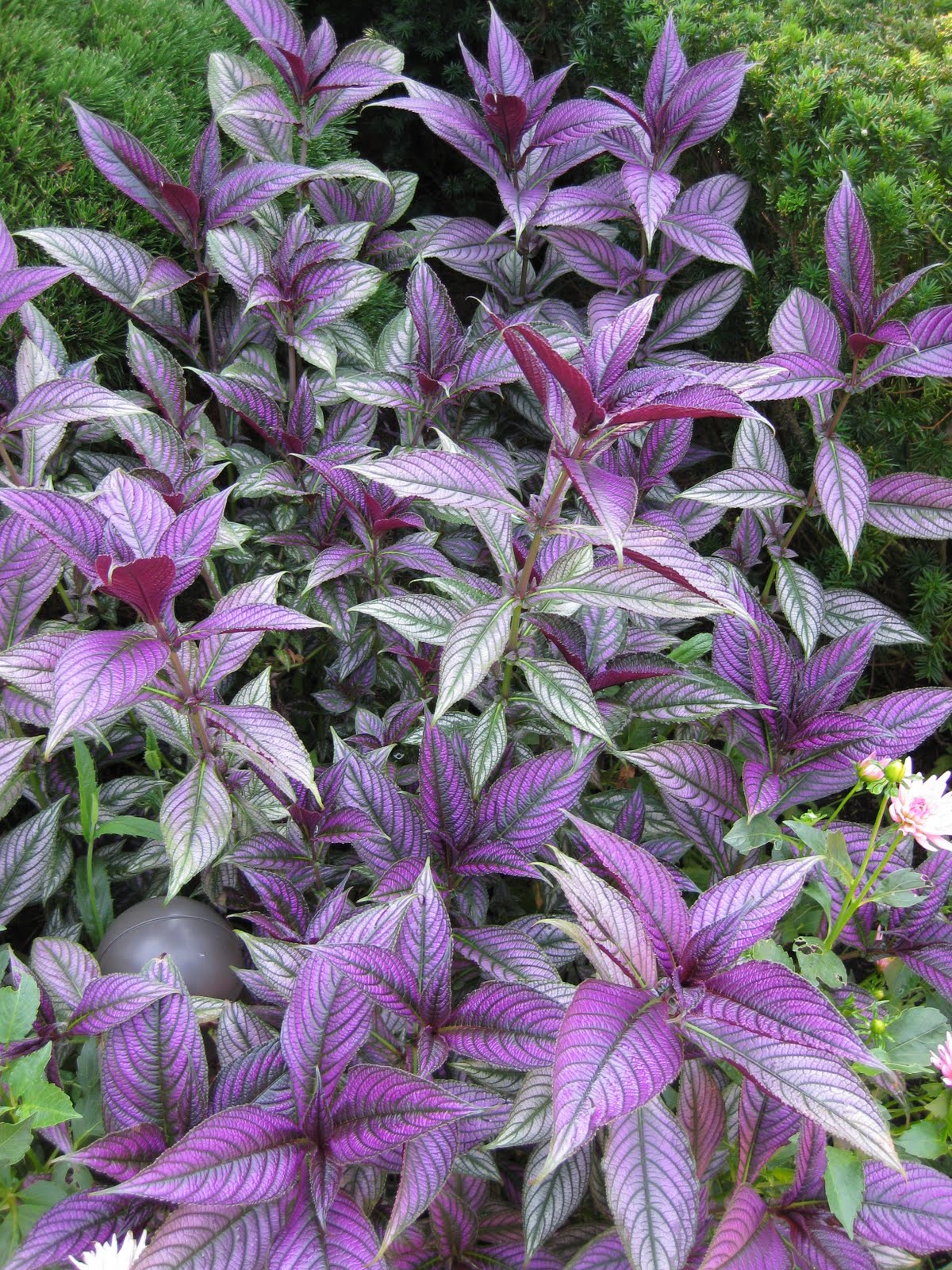 Rotary Botanical Gardens Hort Blog Persian Shield