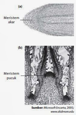 Jaringan meristem pada akar dan pucuk Jaringan meristem pada akar dan pucuk