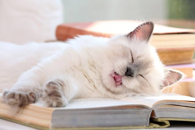 The chance to contribute to a blog post about animal books, illustrated by this beautiful kitty relaxing on a book