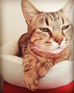 mogu le chat mogu le chat