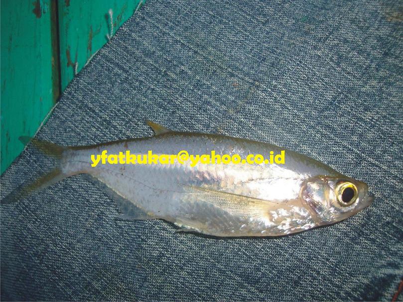 Lalang (Chela laubuca)