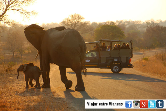 SAFARI NO KRUGER - Tudo o que precisa saber para um Safari no Parque Nacional de Kruger | África do Sul