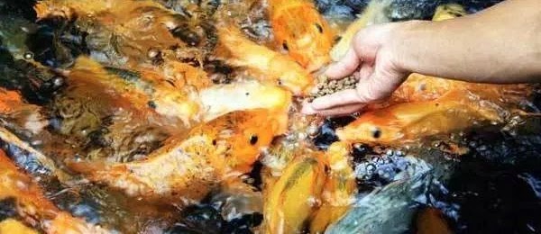 Tips Budidaya Ikan Mas Cepat Besar dan Menguntungkan untuk Pemula