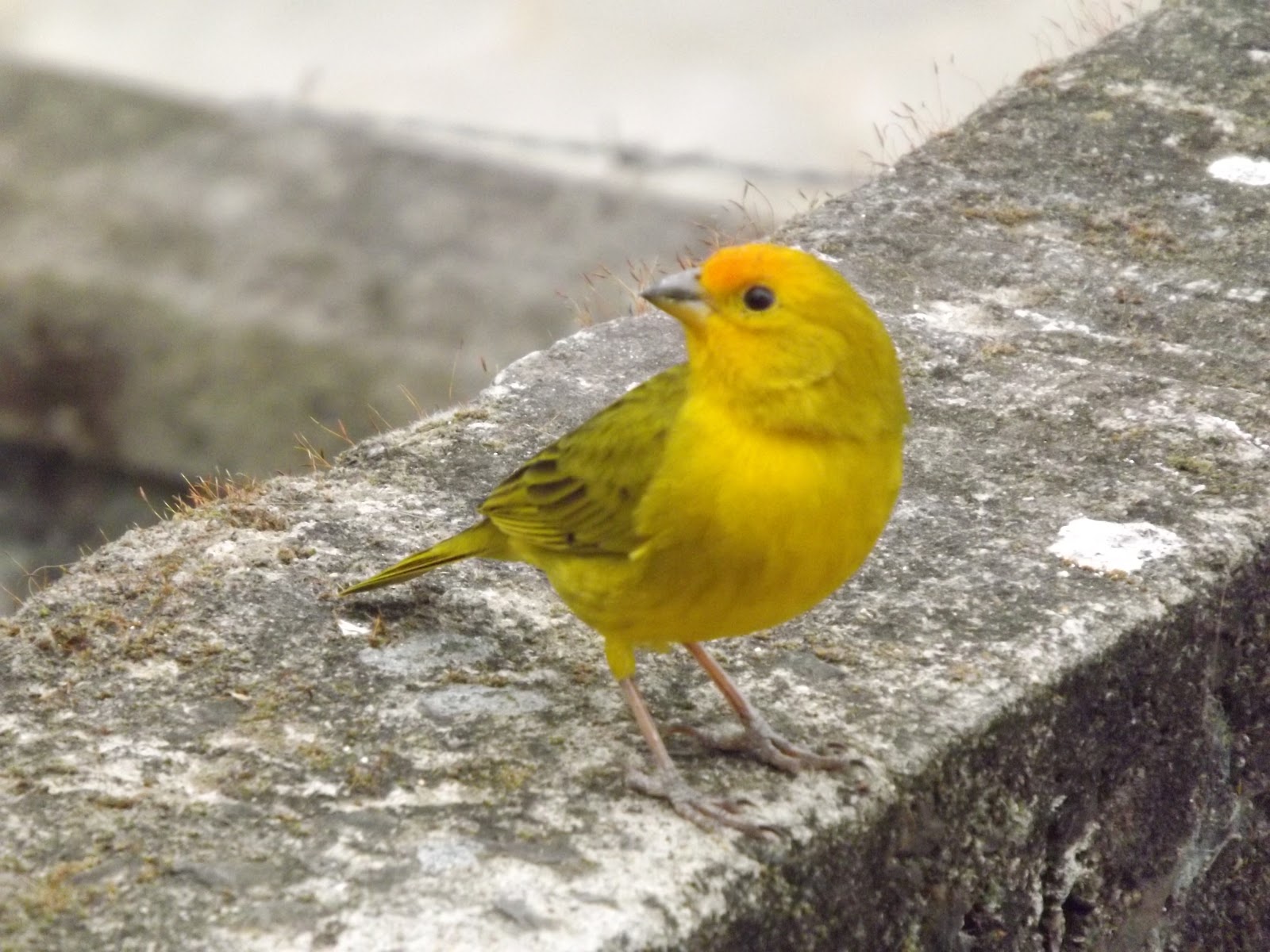 Sou Aquele Canarinho Que Cantou Em Seu Terreiro