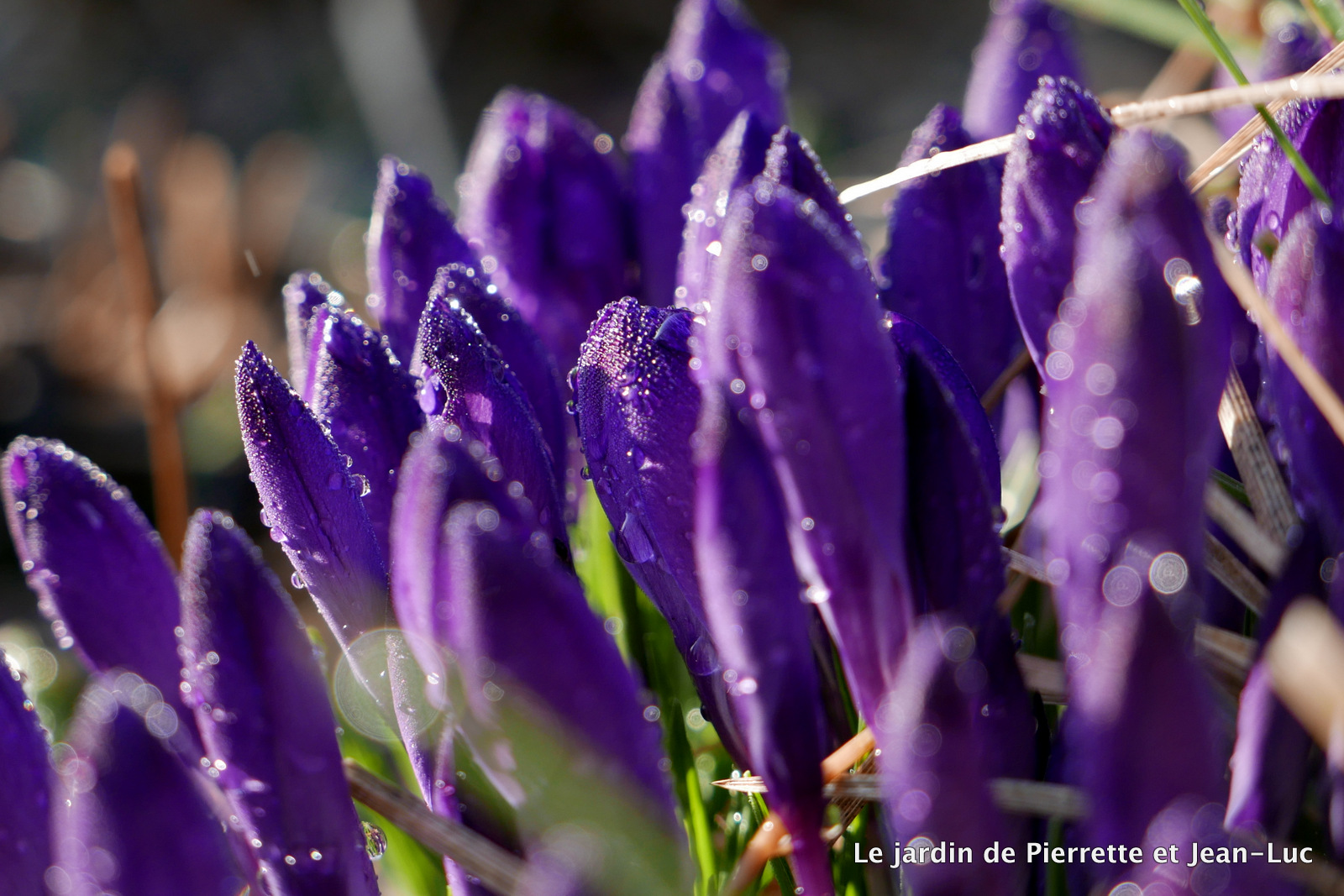 Ambiance-Jardin: 03/01/2017 - 04/01/2017