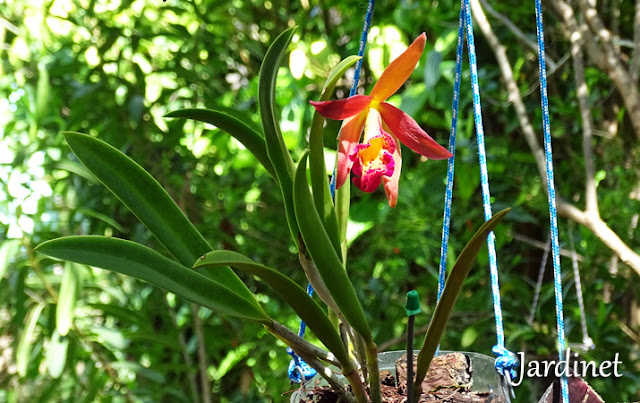 Mini-cattleya orquídea