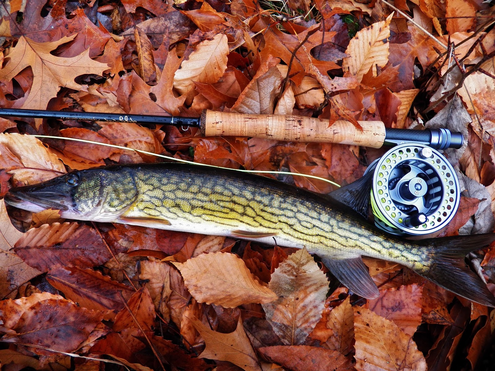 Connecticut Fly Angler Tons of Pickerel in a New Pond