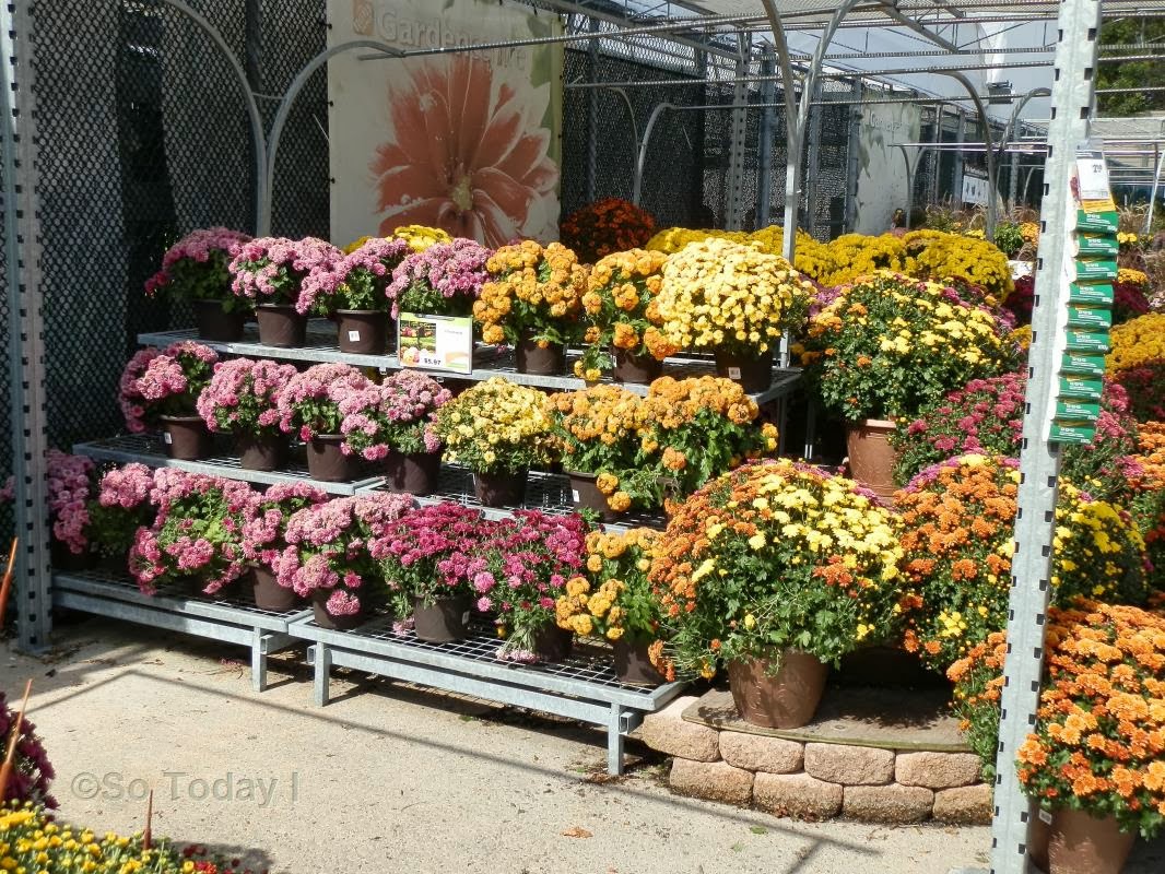 BEAUTY AND THE BEAST? COLOURFUL CHRYSANTHEMUMS + MONSTER TRUCK