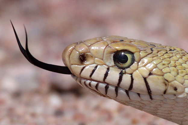 Sharing Planet With Animals: Why snake's tongue is in two parts?