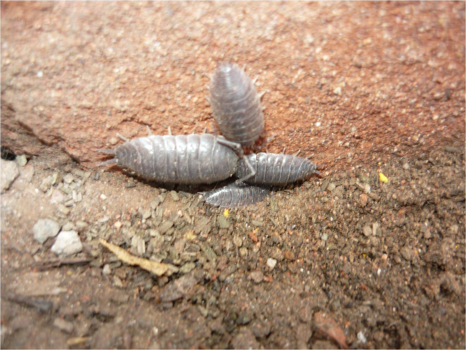 ALTERNATIVA ECOLÓGICA ¿QUÉ BICHOS DE LA TIERRA SON BUENOS O MALOS PARA LAS PLANTAS?