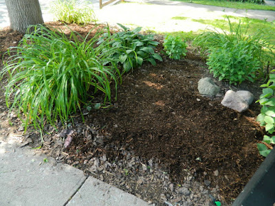 Little Italy Toronto Front Garden Clean up after by Paul Jung Gardening Services Little Italy Toronto Front Garden Clean up after by Paul Jung Gardening Services