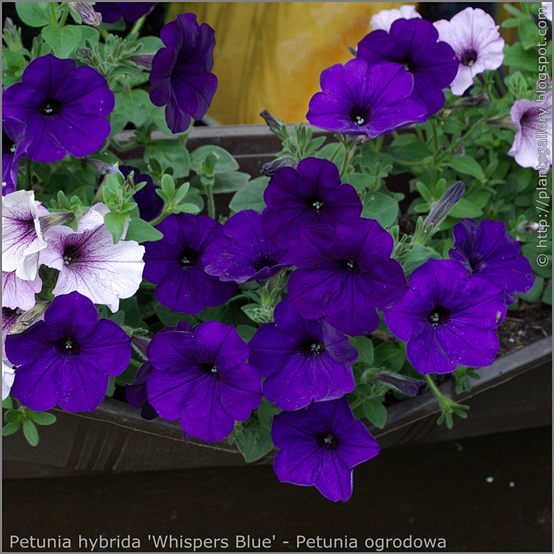 Petunia hybrida 'Whispers Blue' - Petunia ogrodowa 'Whispers Blue'