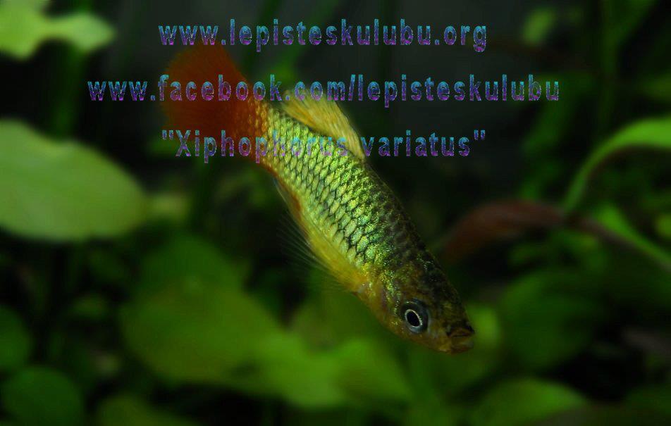 lepistes kulubu