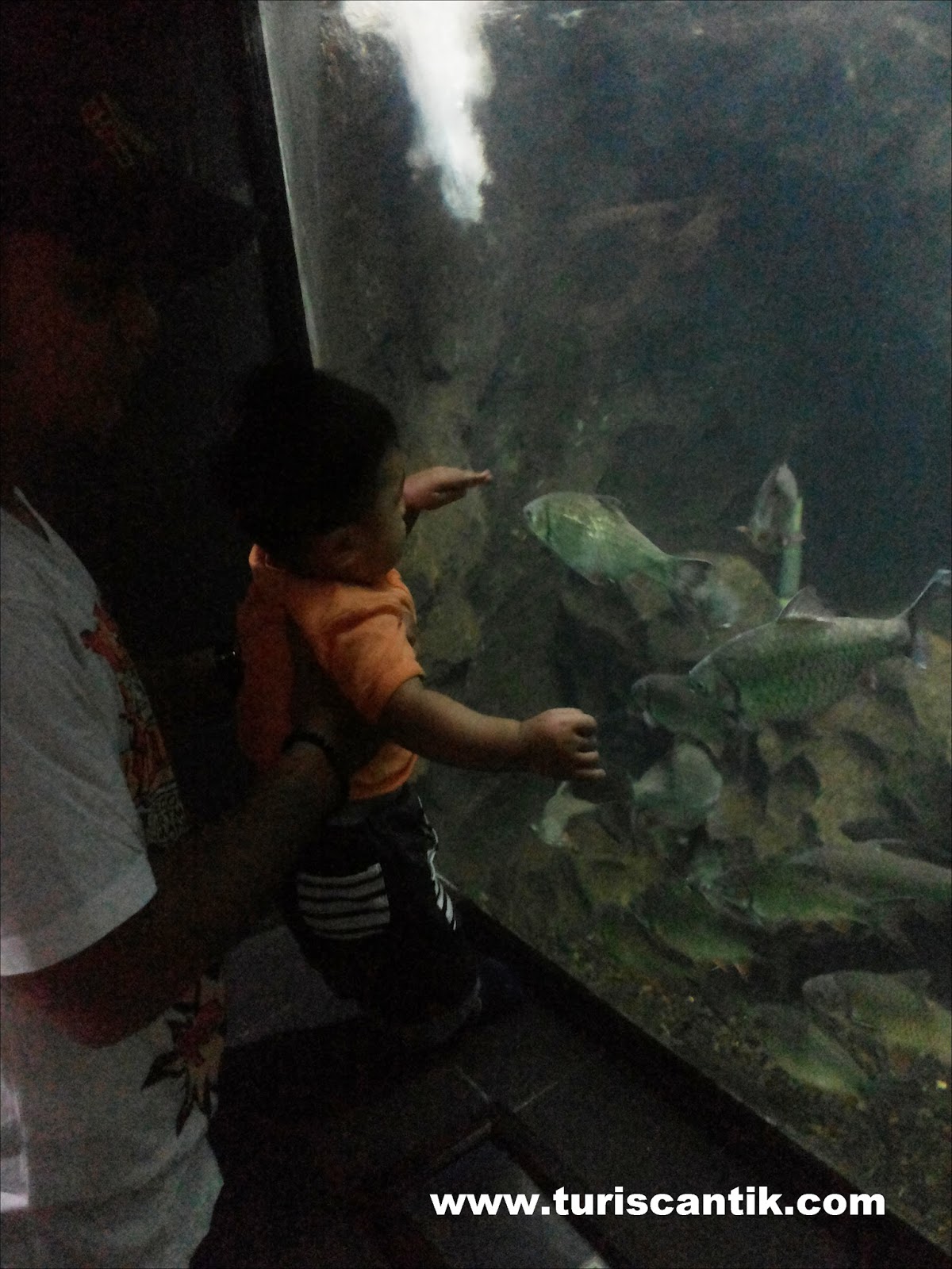 Dunia Air Tawar Tmii Jakarta Turis Cantik