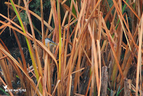 El avetorillo común (Ixobrychus minutus) también se esconde sigilosamente entre la vegetación.