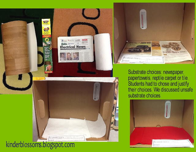 [what uvb for bearded dragon - image 2]