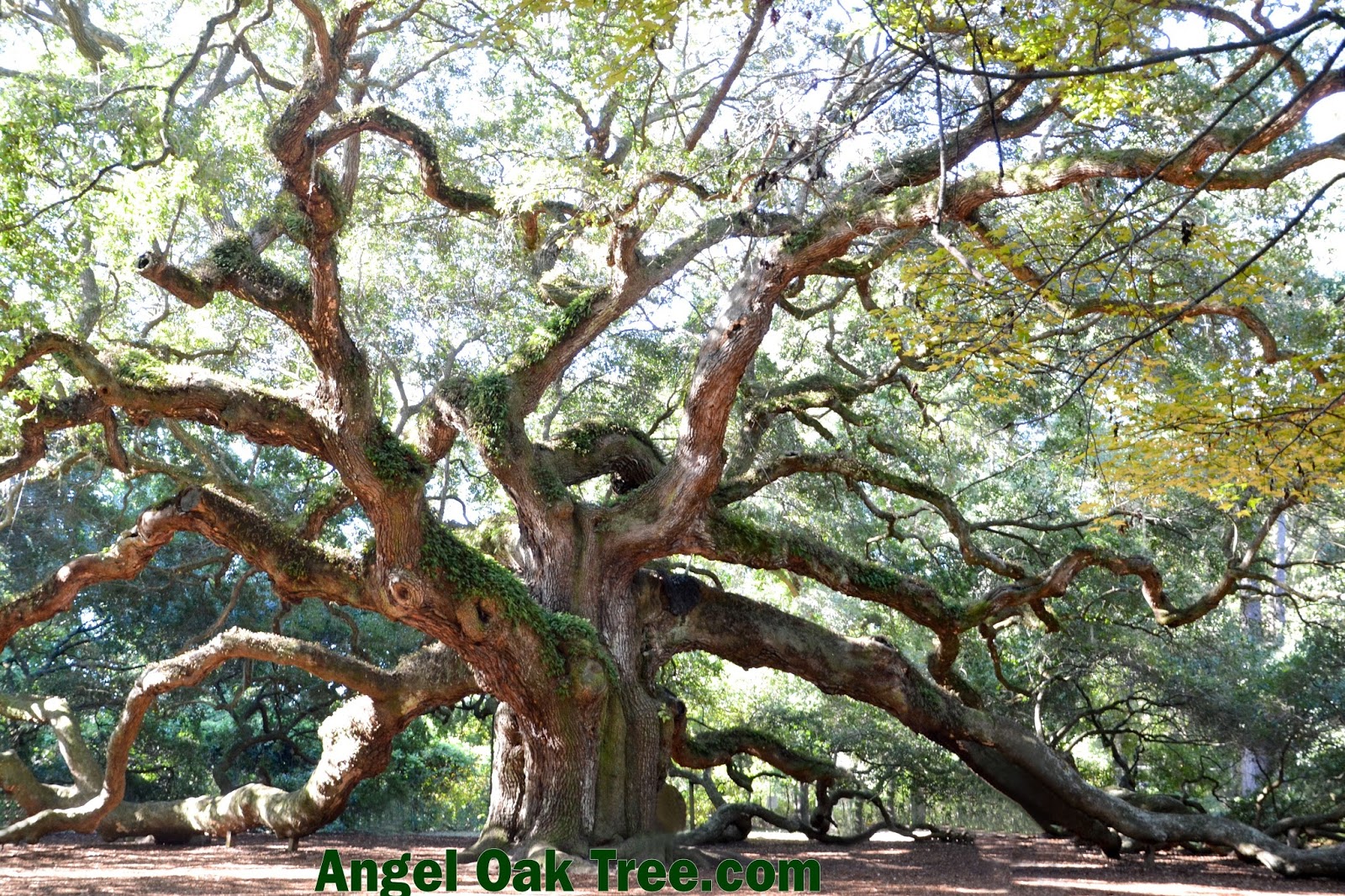 Angel Oak St Johns Island Visit Angel Oak St Johns Island Visit