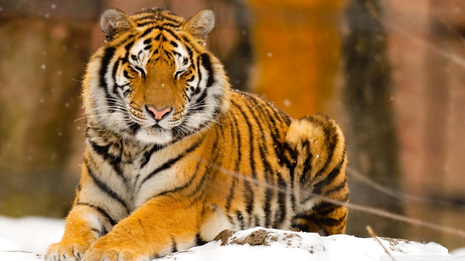 Top 35 Most Beautiful Tiger Wallpapers