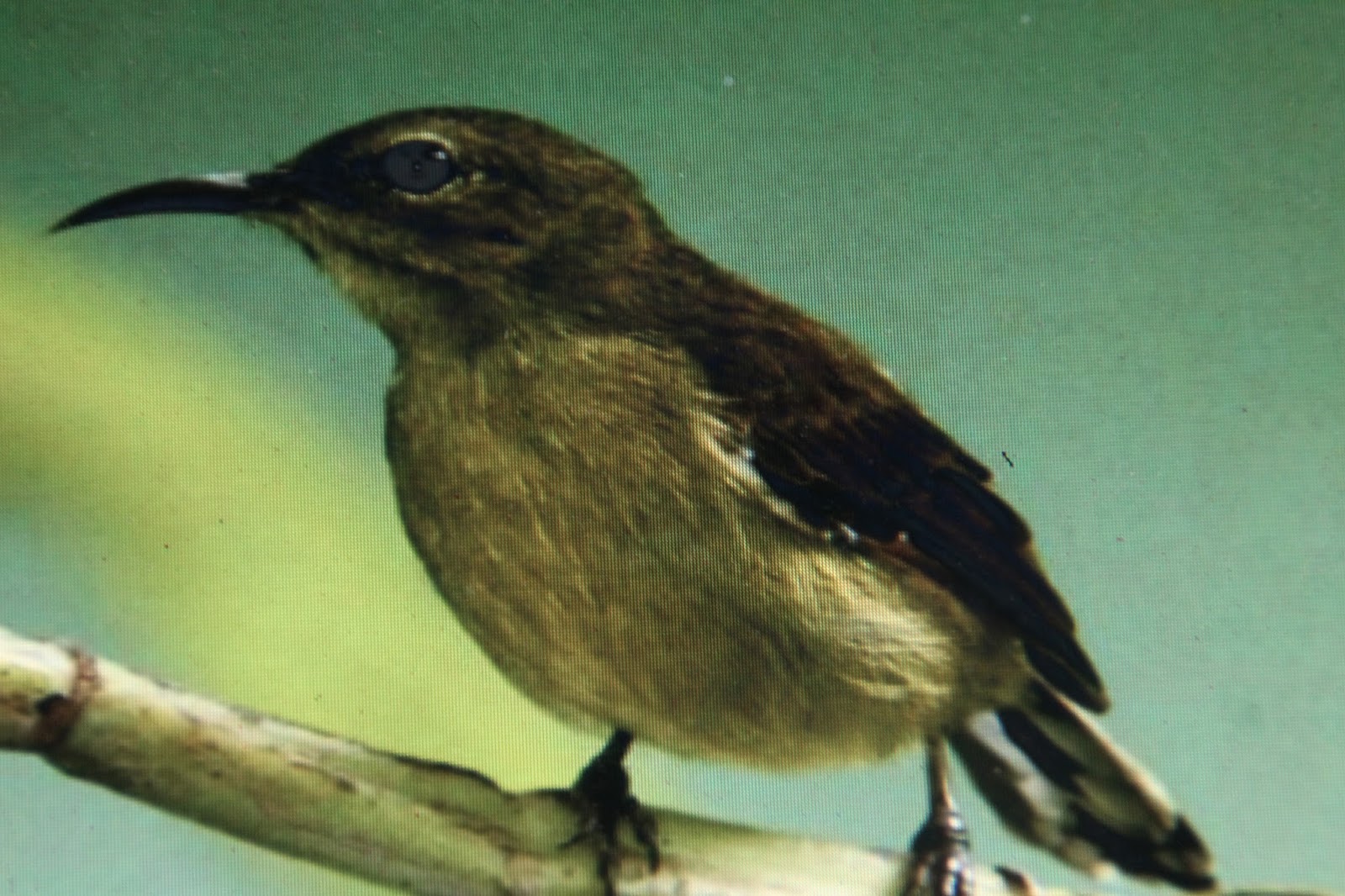 Material Sarang Burung Srigantil Kolibri Kelapa Bagian 01