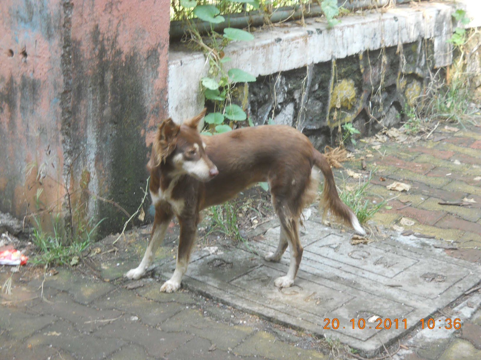 Street Dog in Mumbai Indian Photography Zone