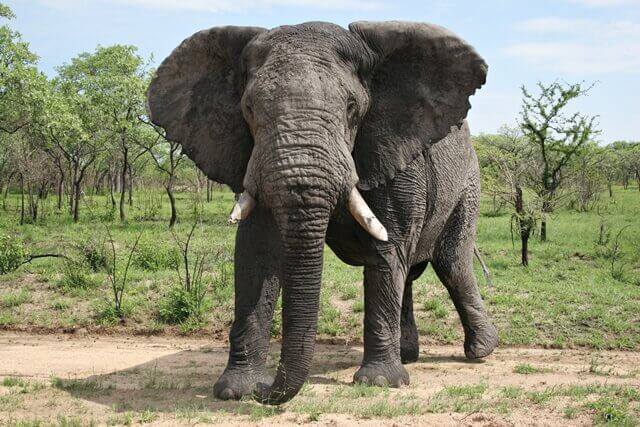 Elefante-da-savana Elefante-da-savana