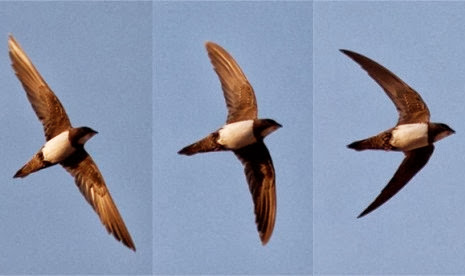  gram dengan rentang sayap hanya selebar  Burung Alpine Swift, Bisa Terbang Selama 6 Bulan Nonstop