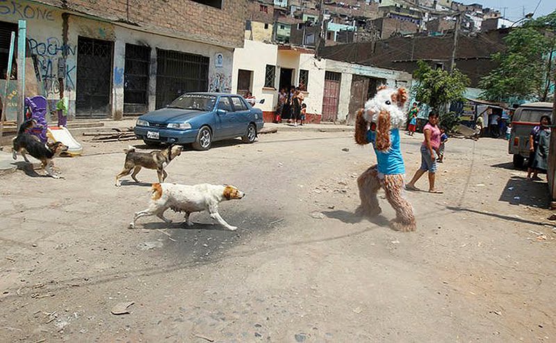 01-el%2Bpoderoso%2Bolfato%2Bcanino%2Bdetecta%2Bun%2Bppkuy%2Bcopia.jpg