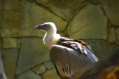 Gänsegeier, Griffon aasvoël, Shkaba Griffon, Griffon vulture Vogel, bird, oiseau, Uccello, Pássaro, птица, pájaro, kuş, chim, vták, pták, madár, птушка, zog, ptica, птица, lintu, πουλί, птица, fågel, kuş, madár, zog
