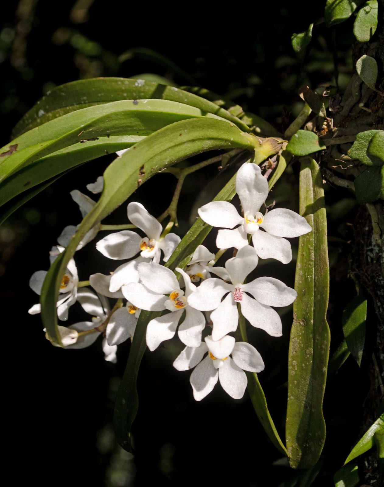 Try growing Illawarra's native orchids Growing Illawarra Natives