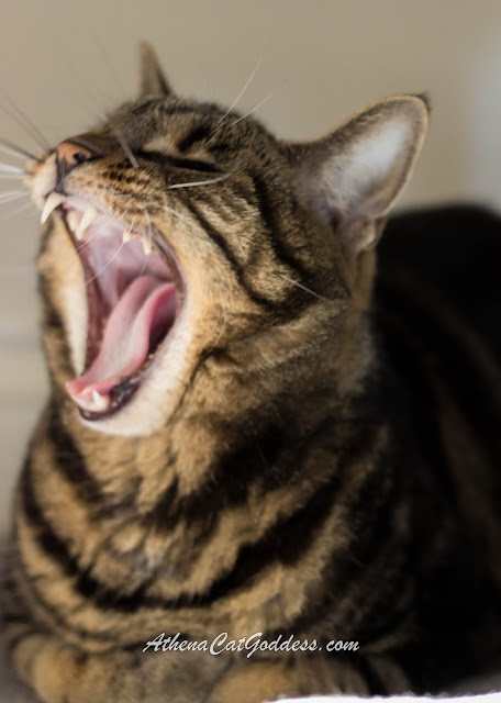 close up of cat yawning