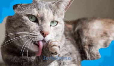 Arti Mimpi Dijilat Kucing Menurut Primbon Jawa